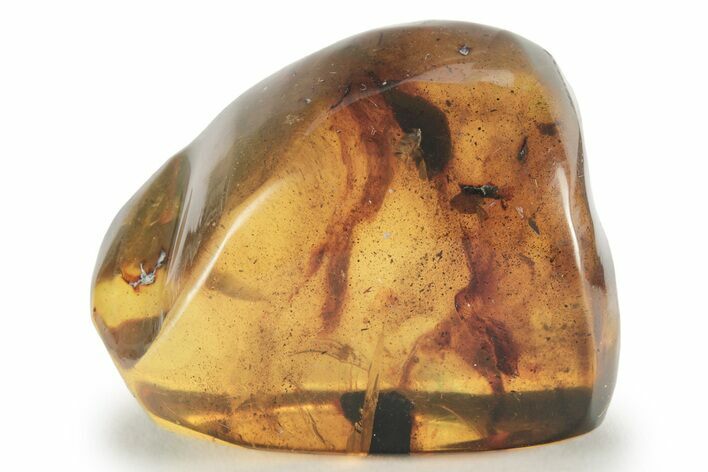 Polished Chiapas Amber ( grams) - Mexico #232585